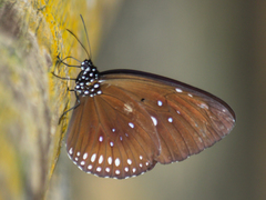 Euploea modesta modesta