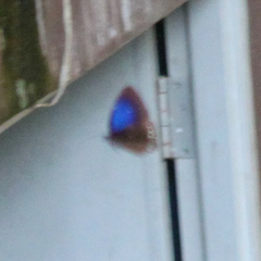 Euploea modesta modesta