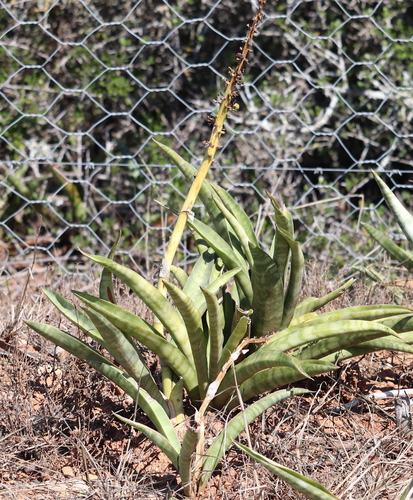 Dracaena hyacinthoides