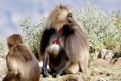 Theropithecus gelada
