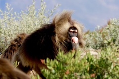 Theropithecus gelada