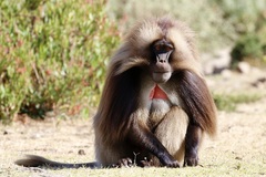 Theropithecus gelada