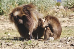 Theropithecus gelada