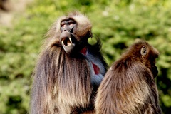 Theropithecus gelada