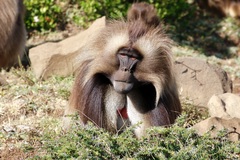 Theropithecus gelada