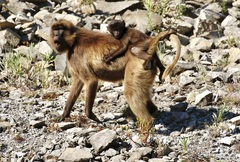 Theropithecus gelada