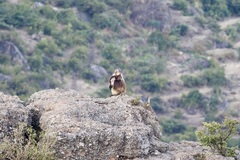 Theropithecus gelada
