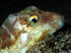 Canthigaster capistrata