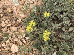 Eriogonum arcuatum