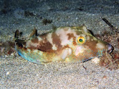 Canthigaster capistrata