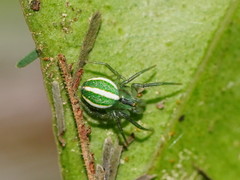 Araneus ginninderranus