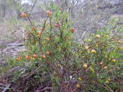 Dodonaea hexandra