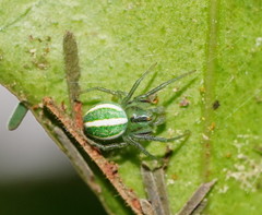 Araneus ginninderranus