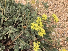 Eriogonum arcuatum