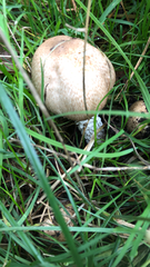 Agaricineae