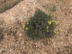 Eriogonum arcuatum
