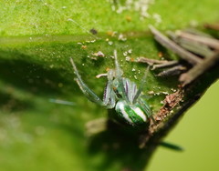 Araneus ginninderranus