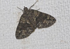 Polyclysta hypogrammata