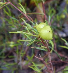 Dodonaea hexandra