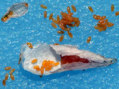 Pseudaulacaspis eugeniae