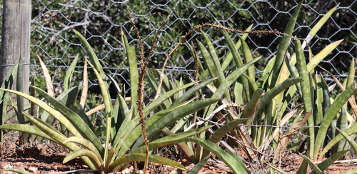 Dracaena hyacinthoides