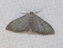 Idaea coercita