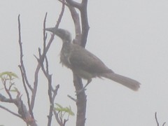 Philemon buceroides yorki