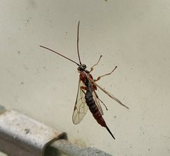 Tromatobia lineatoria