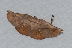 Xenomusa metallica