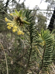 Pimelea sulphurea