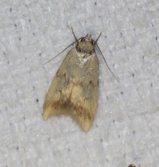 Heteroteucha anthodora