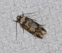 Sphyrelata nefanda