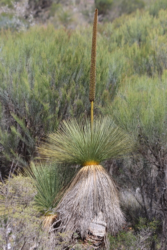 Image of Xanthorrhoea drummondii by (c) Tim Hammer, some rights reserved (CC BY)