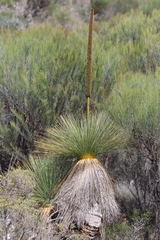 Xanthorrhoea drummondii