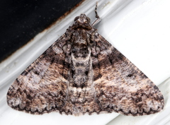 Gastrinodes argoplaca