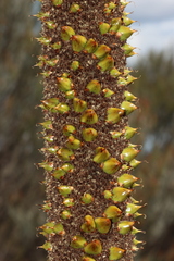 Xanthorrhoea drummondii