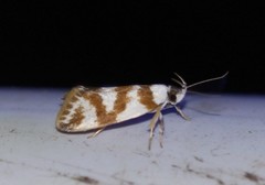 Eulechria thermochroa