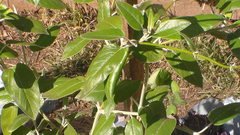 Salvia discolor