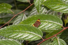 Celaenorrhinus cameroni