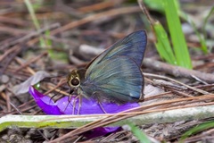 Hasora leucospila