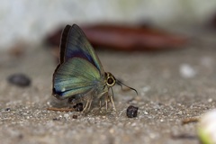 Hasora leucospila
