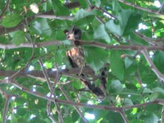 Ninox boobook boobook