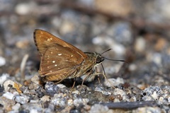 Pithauria marsena