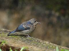 Cyornis superbus