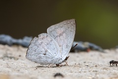 Curetis santana