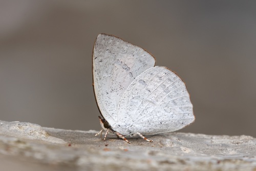 Curetis santana (Moore, 1857)