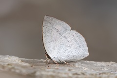 Curetis santana