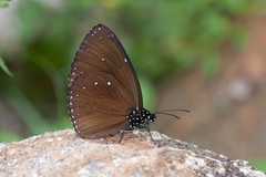 Euploea eunice