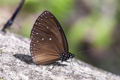Euploea eunice