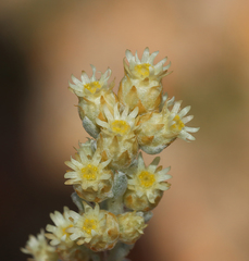 Pterochaeta paniculata